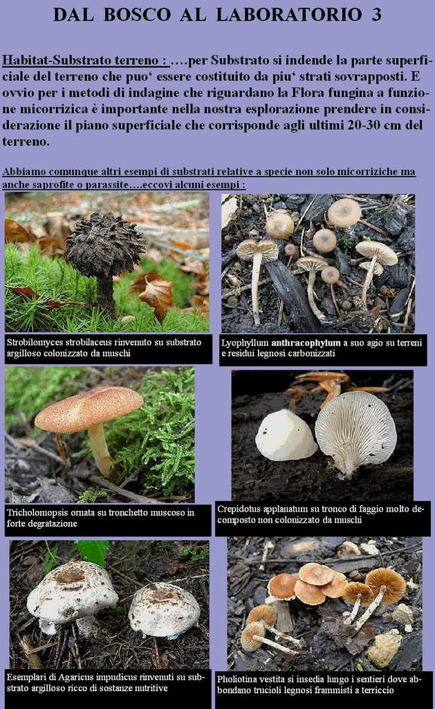 Dal Bosco al Laboratorio
